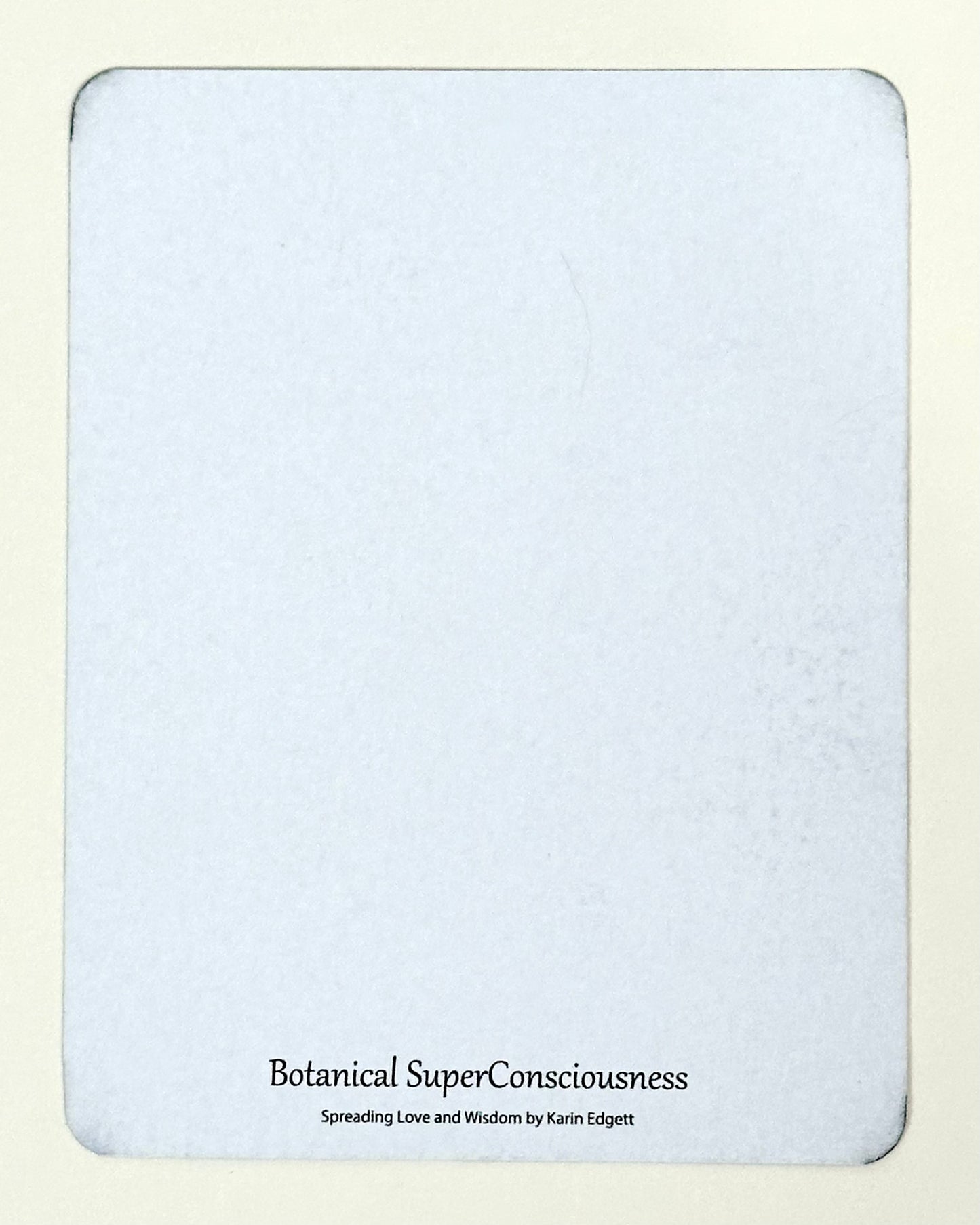 Elder Cherry Blossom Tree