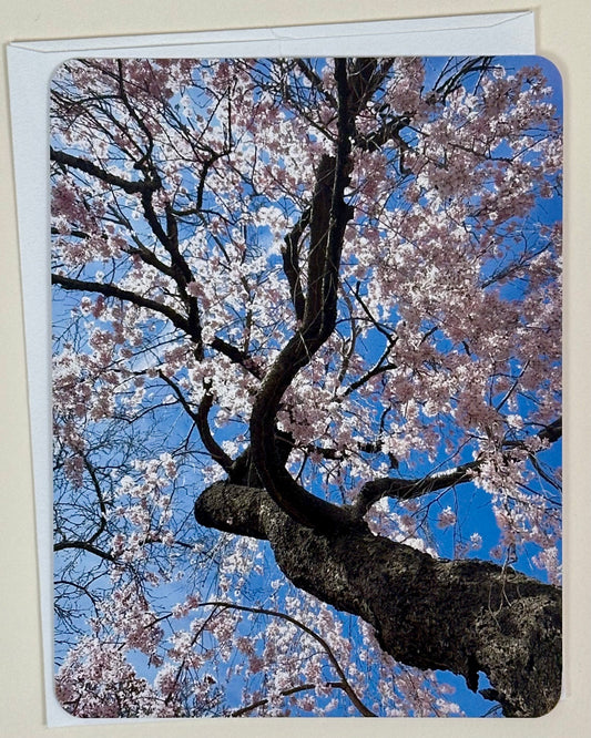 Elder Cherry Blossom Tree