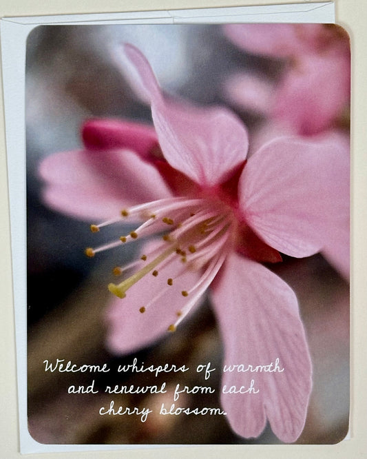 Cherry Blossom Warmth and Renewal