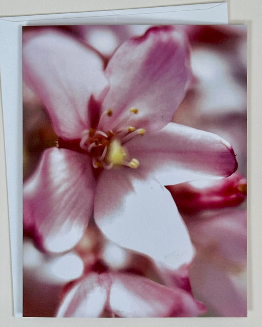 Cherry Blossoms New Light