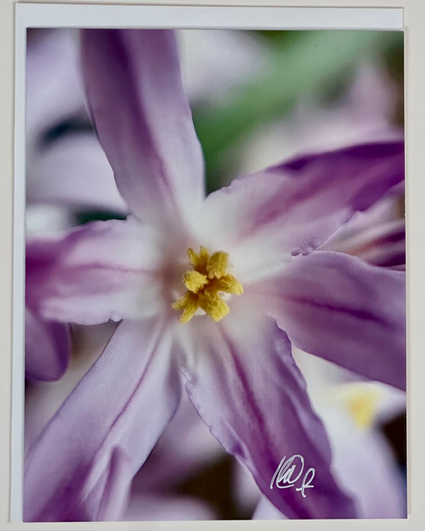 Spring Hyacinth detail