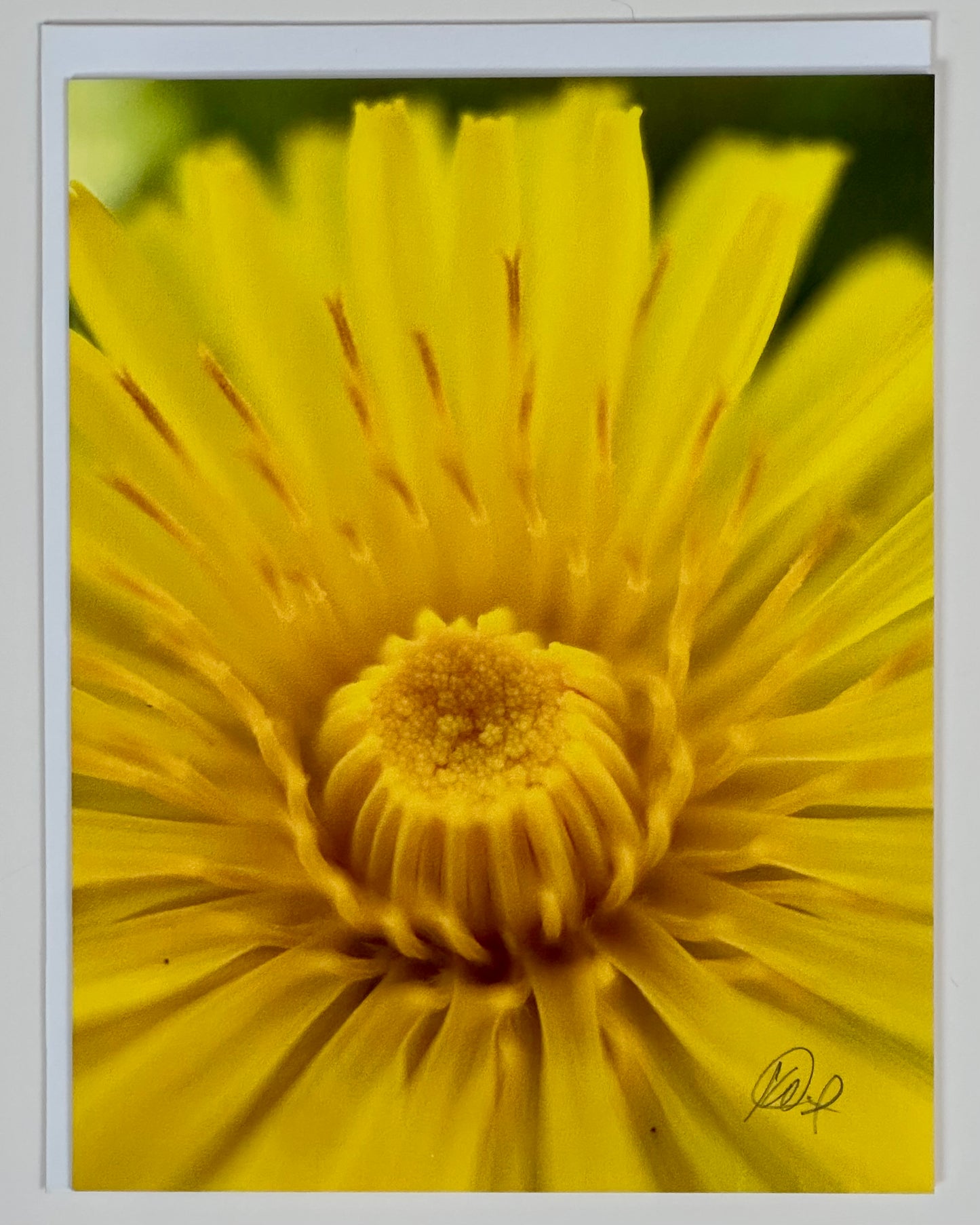 The Glorious Dandelion