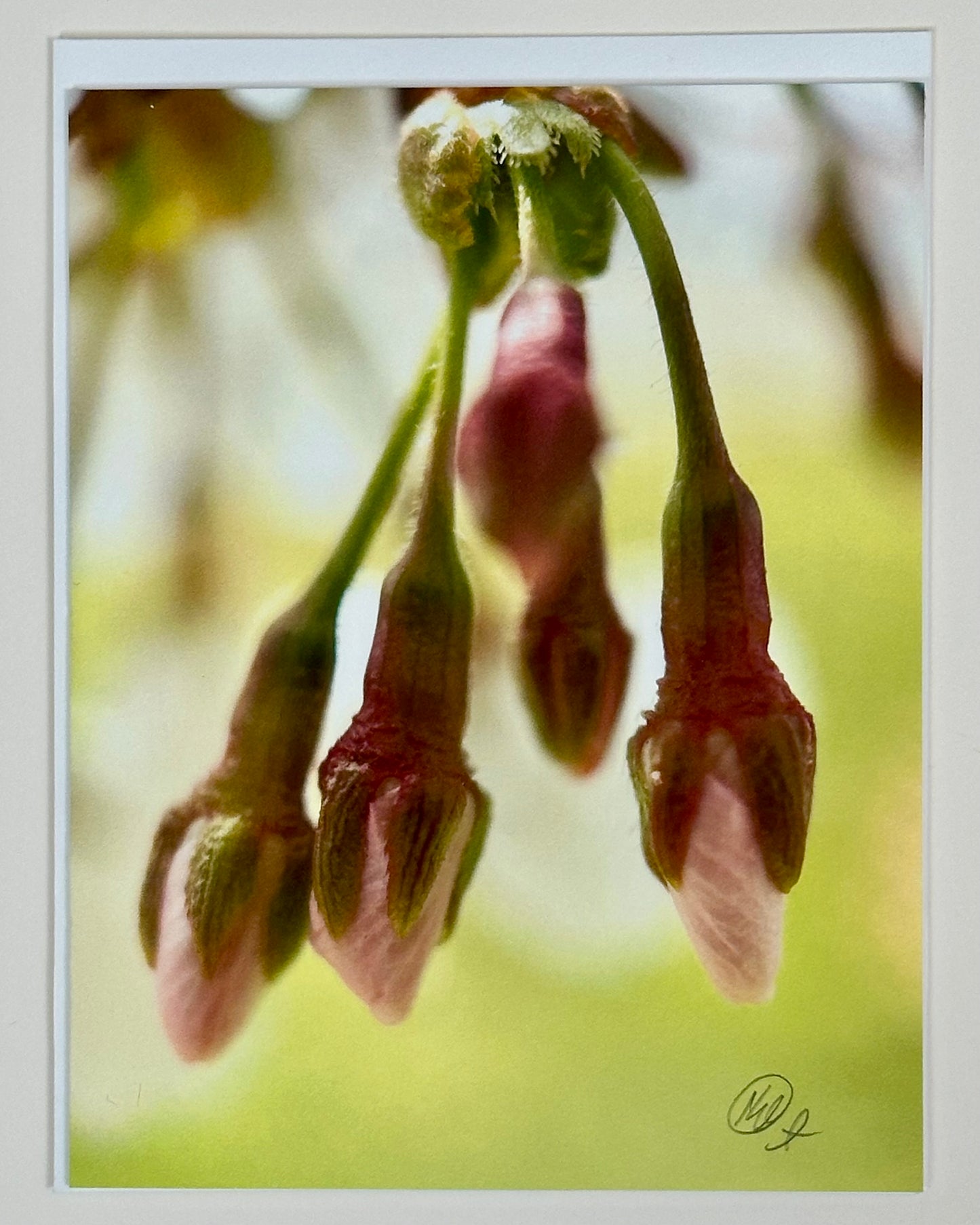Cherry Blossom Buds