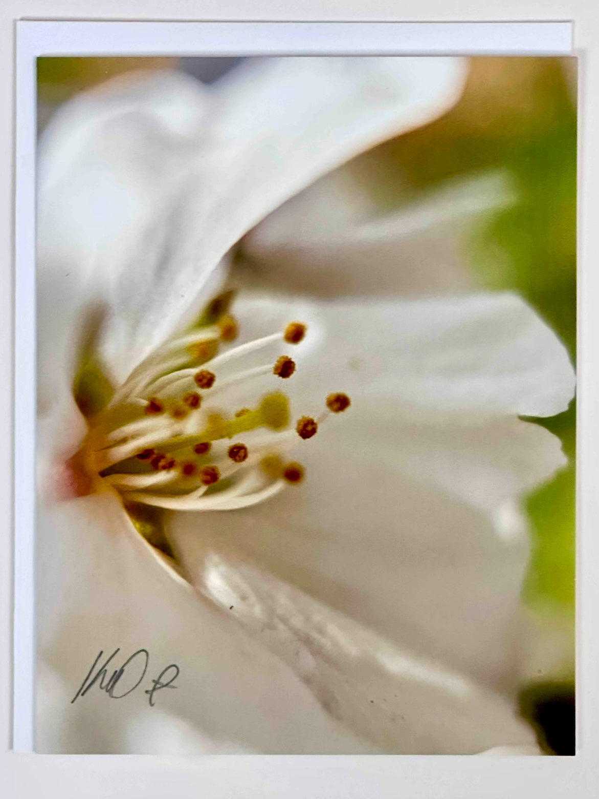 Pure vibrational consciousness of Cherry Blossom