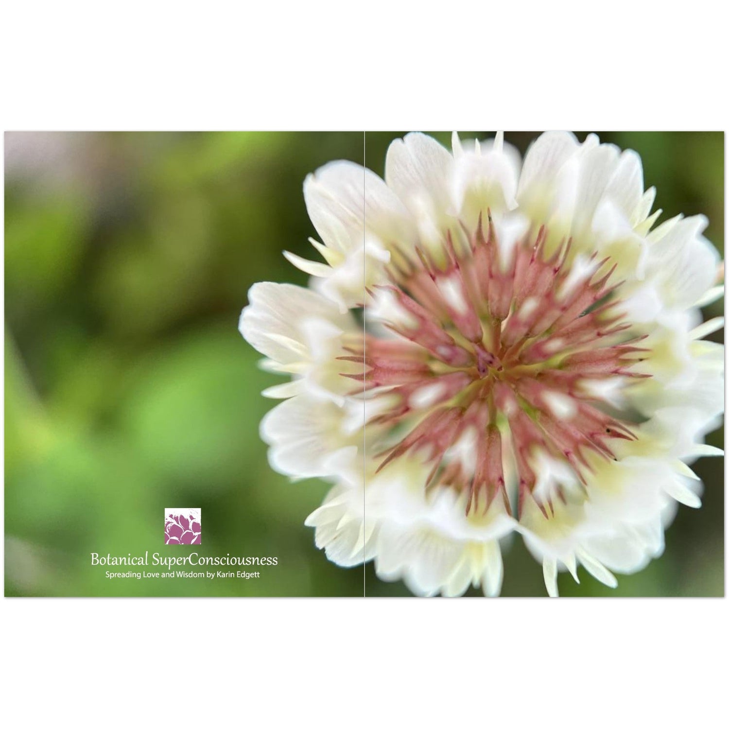Packs of 10 Greeting Cards