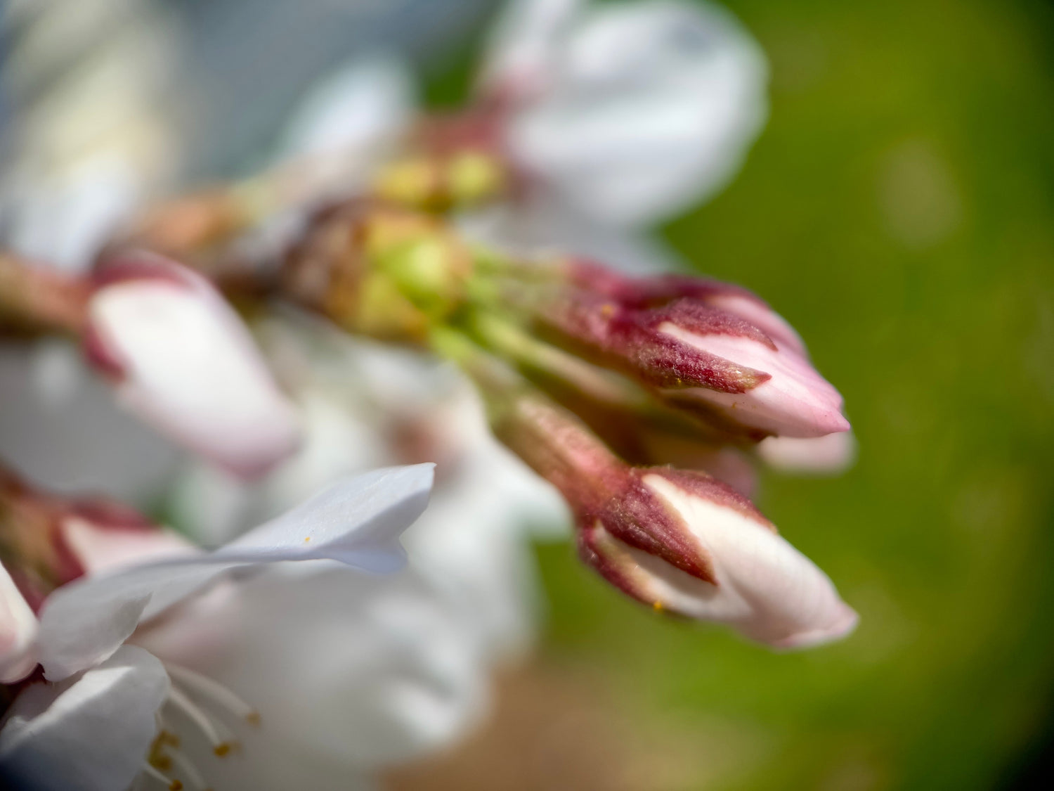 Cherry Blossoms