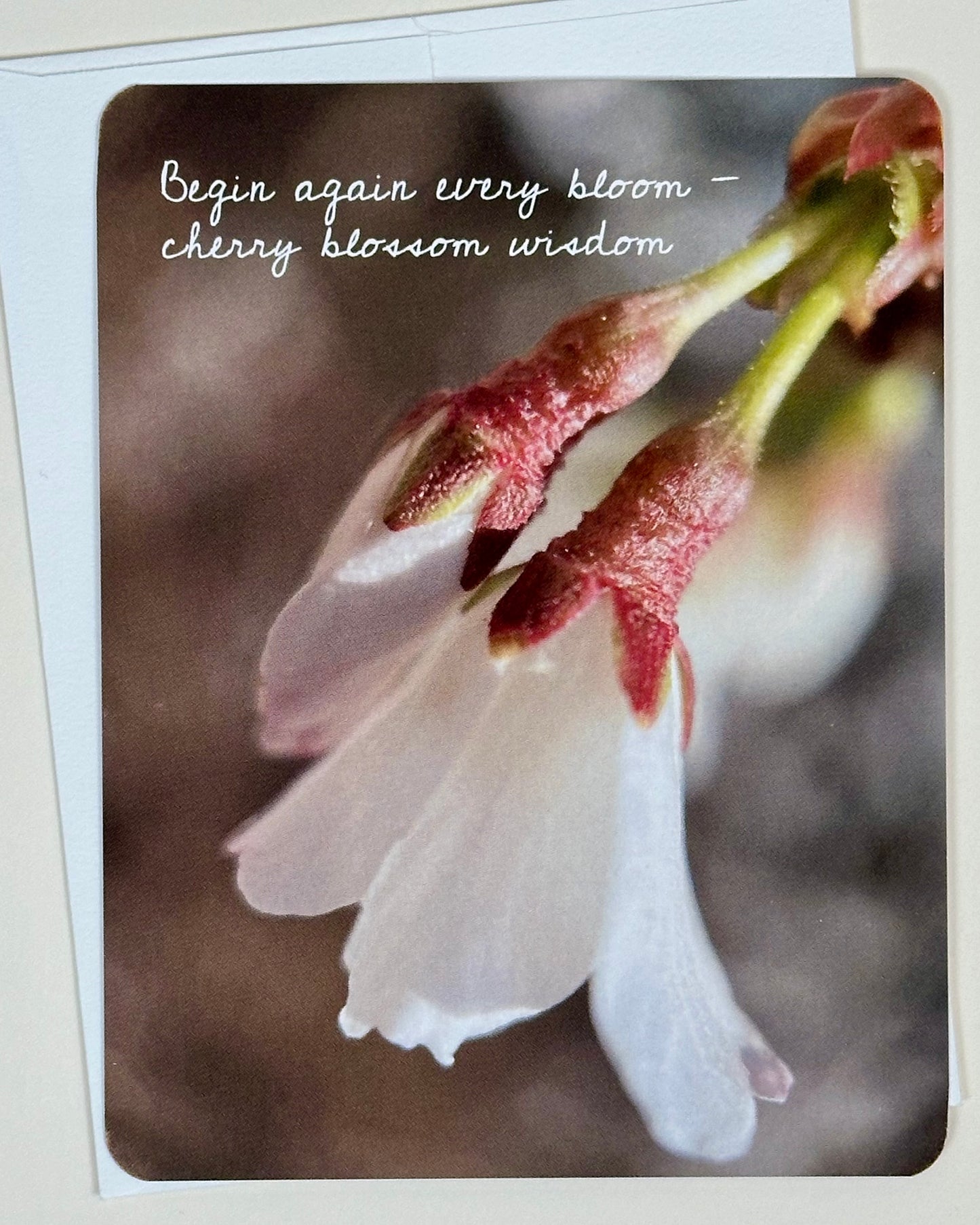 Cherry Blossom ~ Begin Again