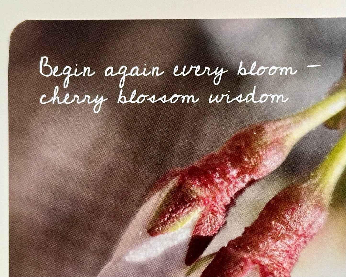 Cherry Blossom ~ Begin Again