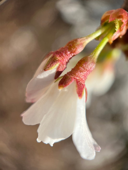 Cherry Blossom Cards